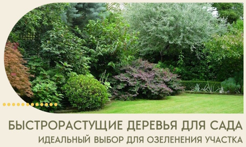 Быстрорастущие деревья для сада идеальный выбор в Нижневартовске