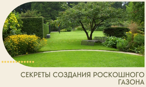 Секреты создания роскошного газона в Нижневартовске